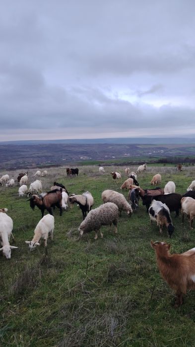Vând 130 de capre și 4 țapi foarte bune le dau din cauza timpului