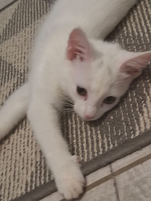 Отдам в добрые руки белую кошечку