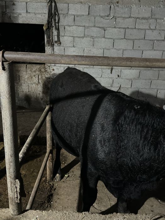 Бұқа сатылады 2 жасқа енді шығады семіз таудан енді әкелдік жақсы бұқа