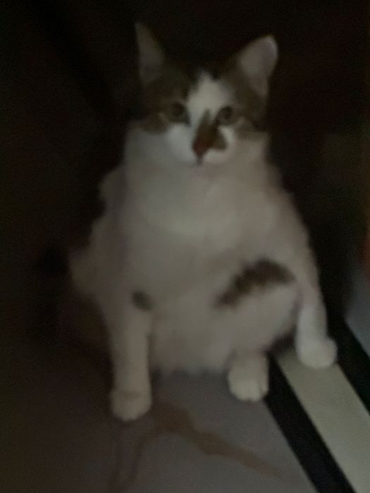 В добрые руки, стерилизована