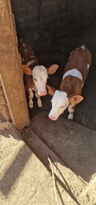 Vând viței rasa baltata românească