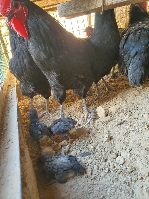 Avstralorp Qora zotli tovuq tuxumlari sotiladi