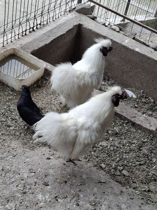 Cocosi de mătase