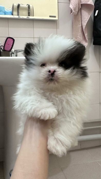 Продам мини шенка