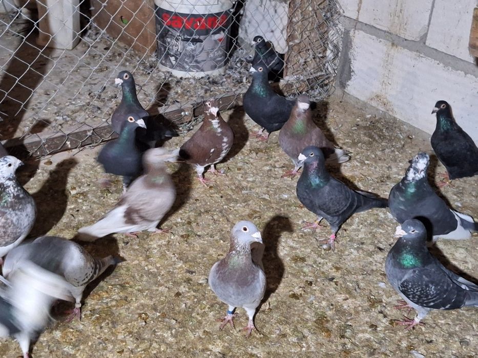 Vând porumbei voiajori maturi și tineri