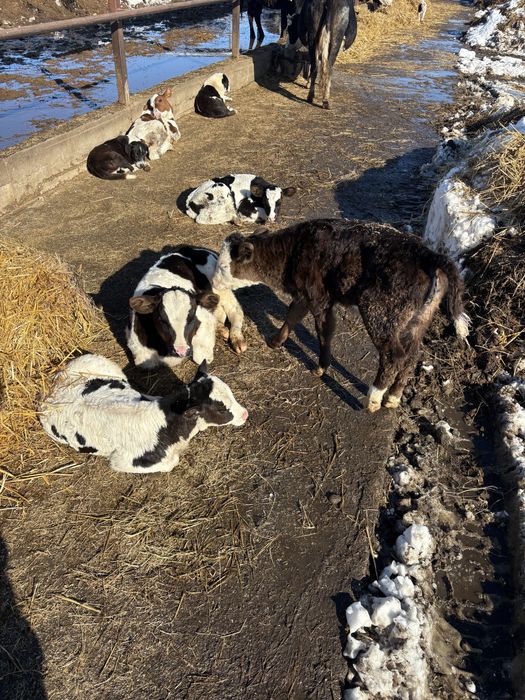 Vitei si vitele sugari