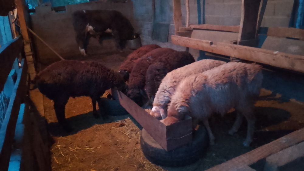 Продам баран кой сатылады