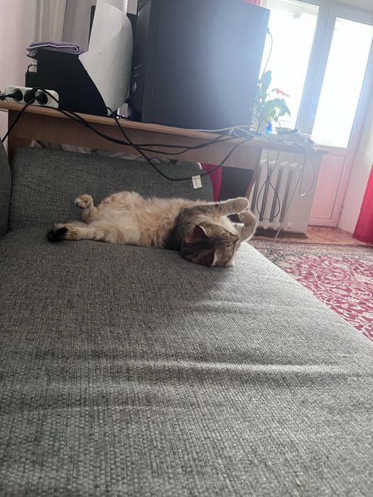 Отдам кота в добрые руки