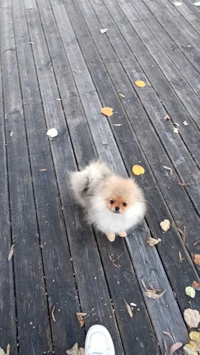 Померан Момичета с Родословие FCI