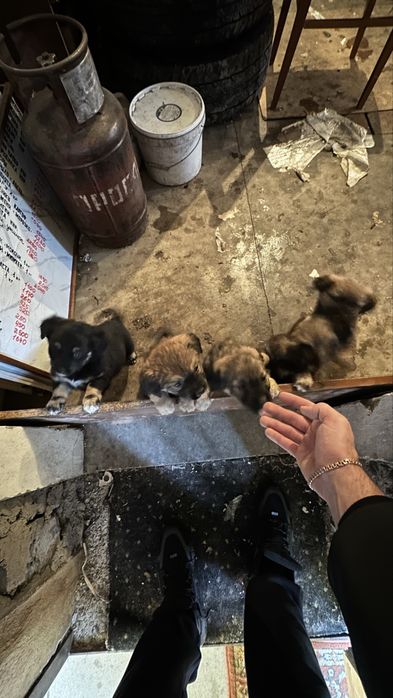 Отдам даром щенков