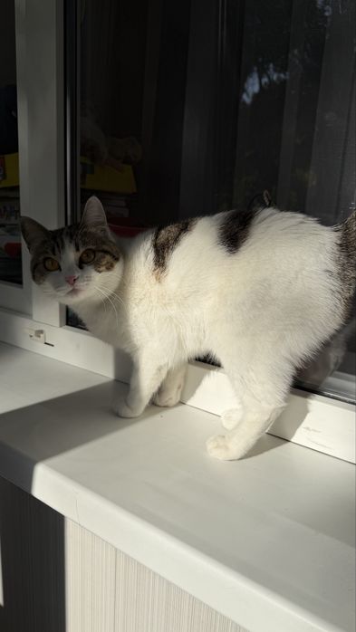 Кошка в хорошие руки