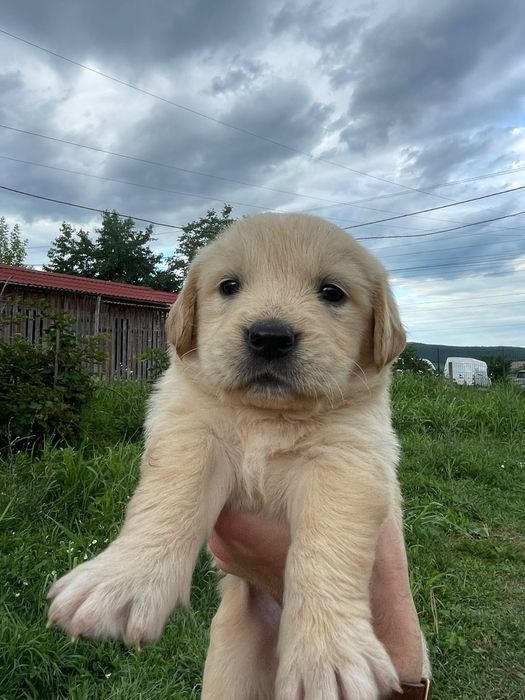 Vând puiuți rasa Golden Retriever