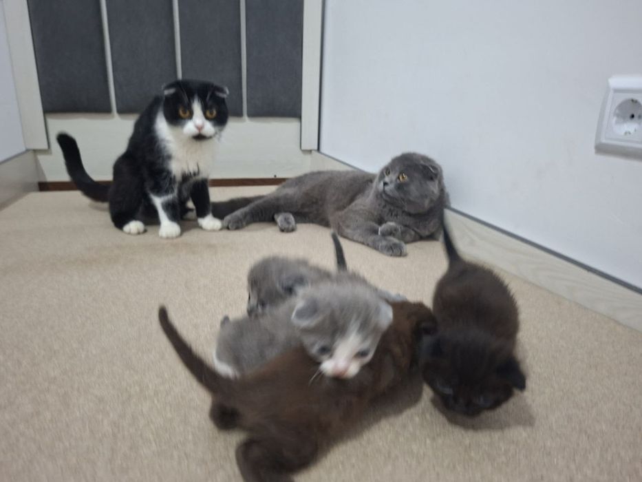 Срочно Продаётся  коты  скотиш