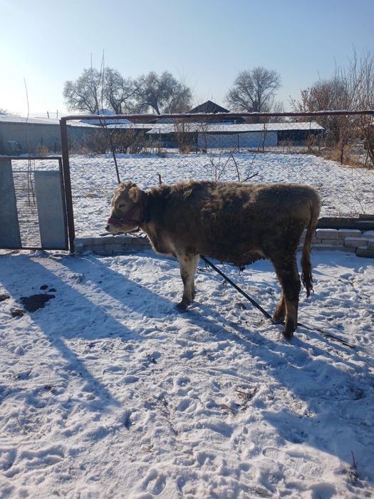 Продам телята десять месяцев бычки