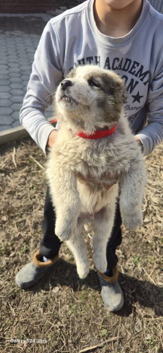 Алабай щенки сао