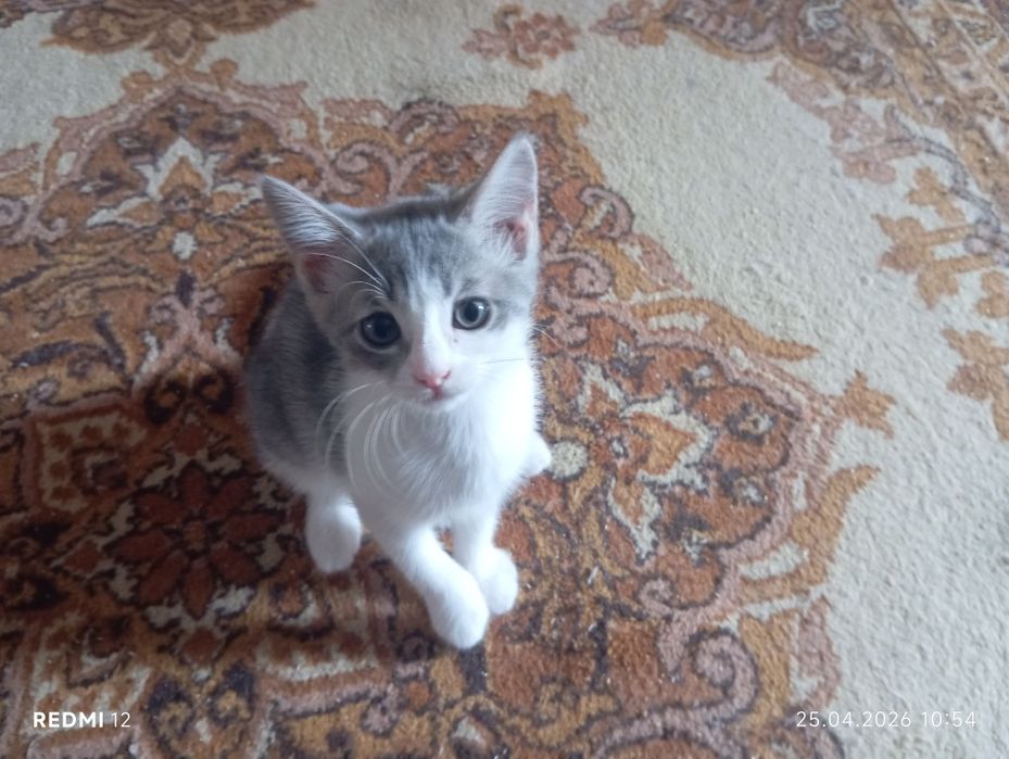 Отдаём котят в добрые руки