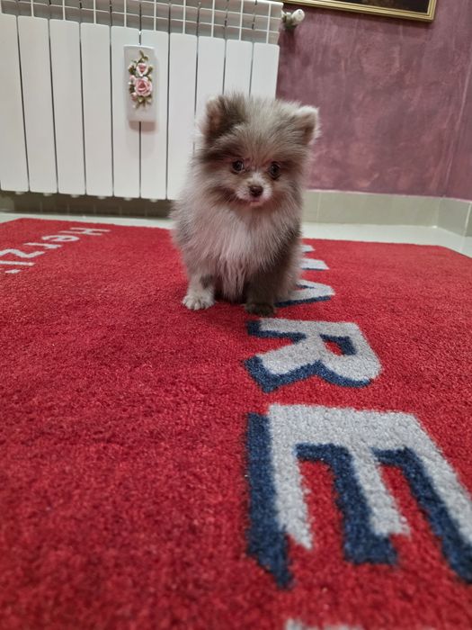 Fetita pomeranian merle