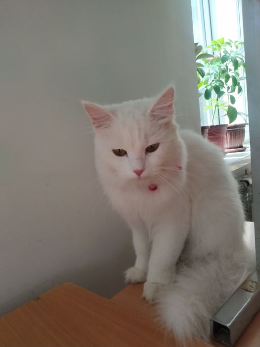 Yigit qizni sikishga majbur qildi