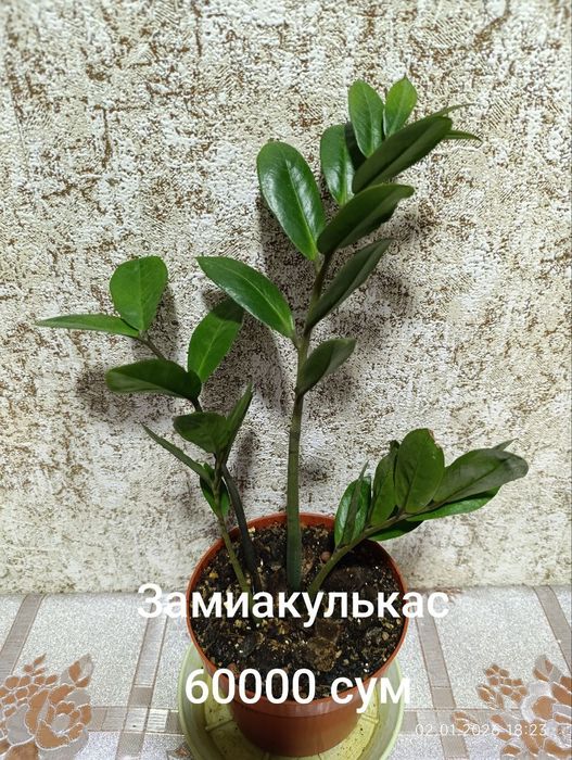 Продаются комнатные цветы