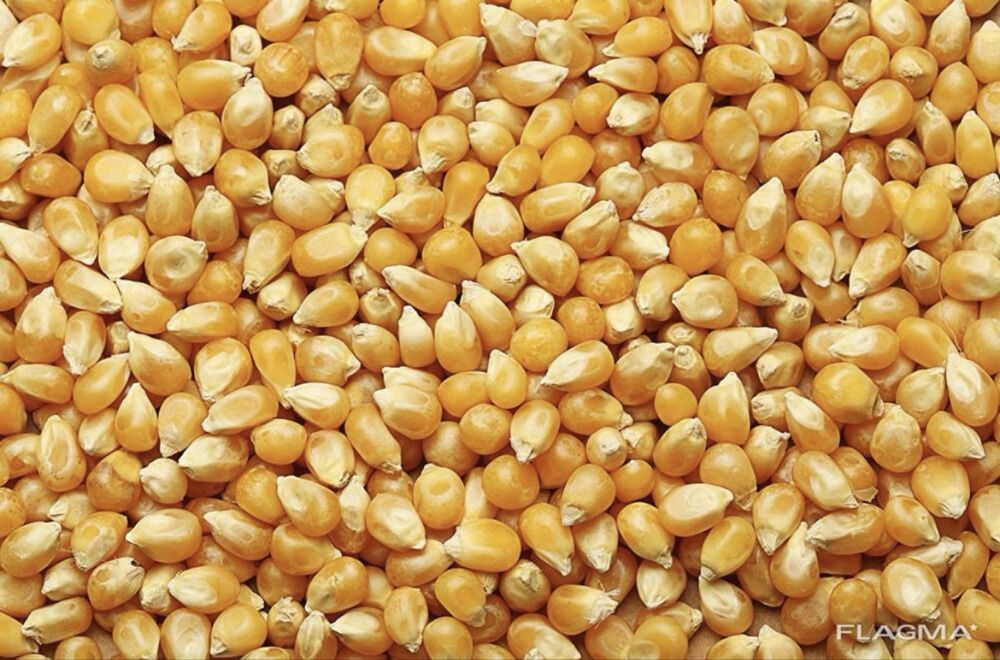 Тартылған арпа, бидай, жүгері сатылады.