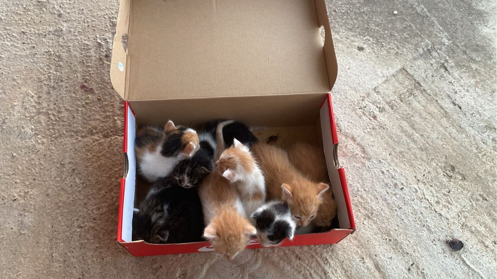 Am gasit pui de pisici. Donam, cat mai repede