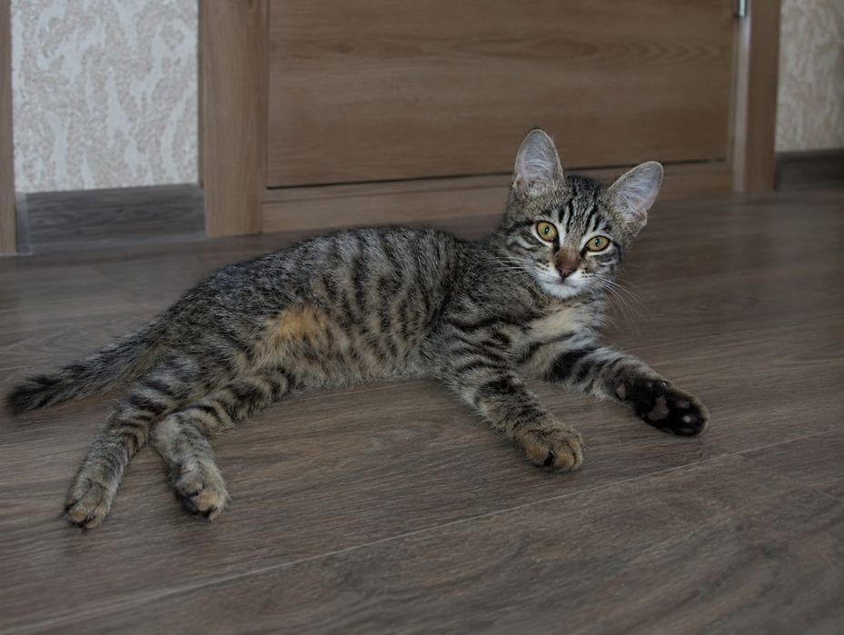 Котёнок в добрые руки!