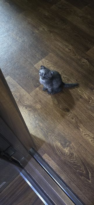 Продаются котята