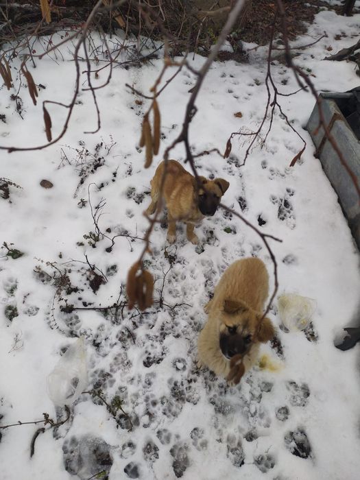 Они просто хотят жить…