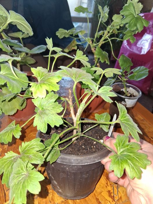 Продавам сортови пеларгонии