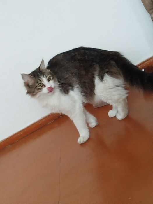 отдам в добрые руки котика