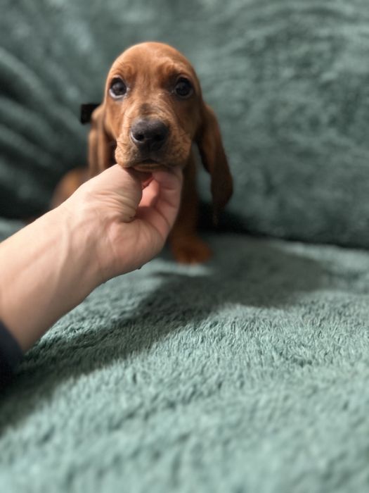 Mascul teckel cu Pedigree FCI