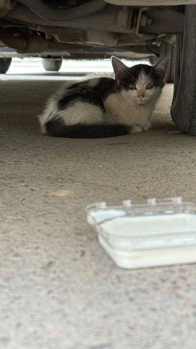 Уличный котенок ищет дом