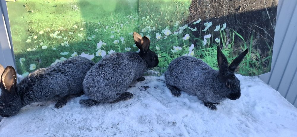 Кролики чистопородные