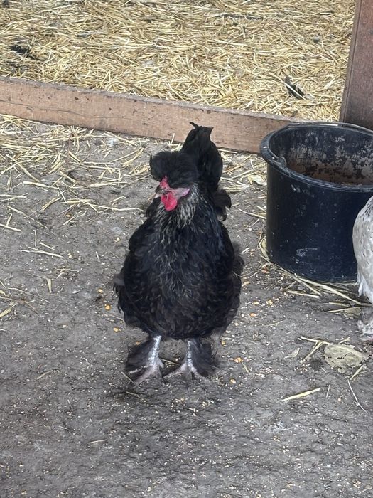 Oua pentru incubator