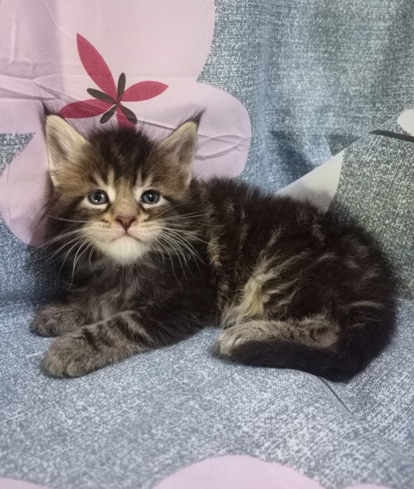 Девочка Мейн Кун