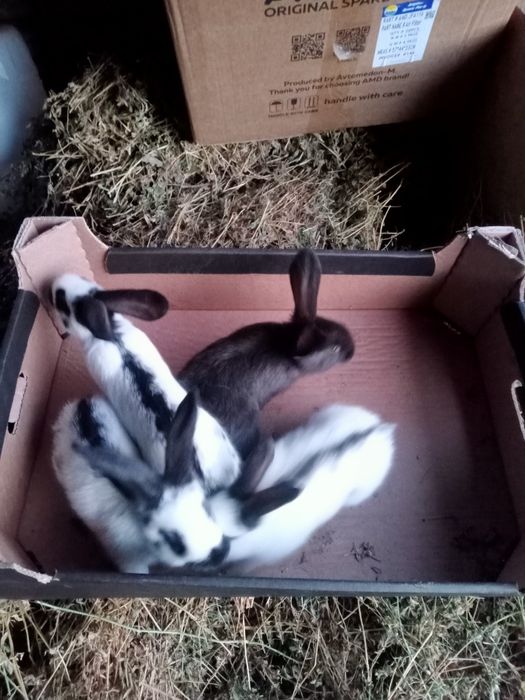 Продаются крольчата