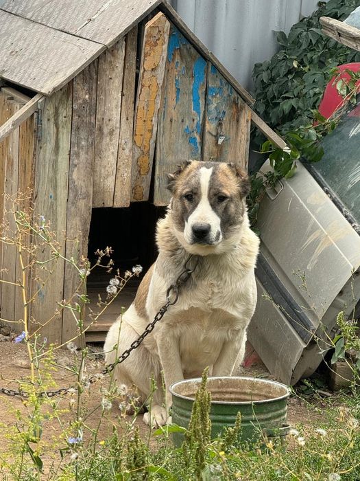 Алабай сучка доч каплана