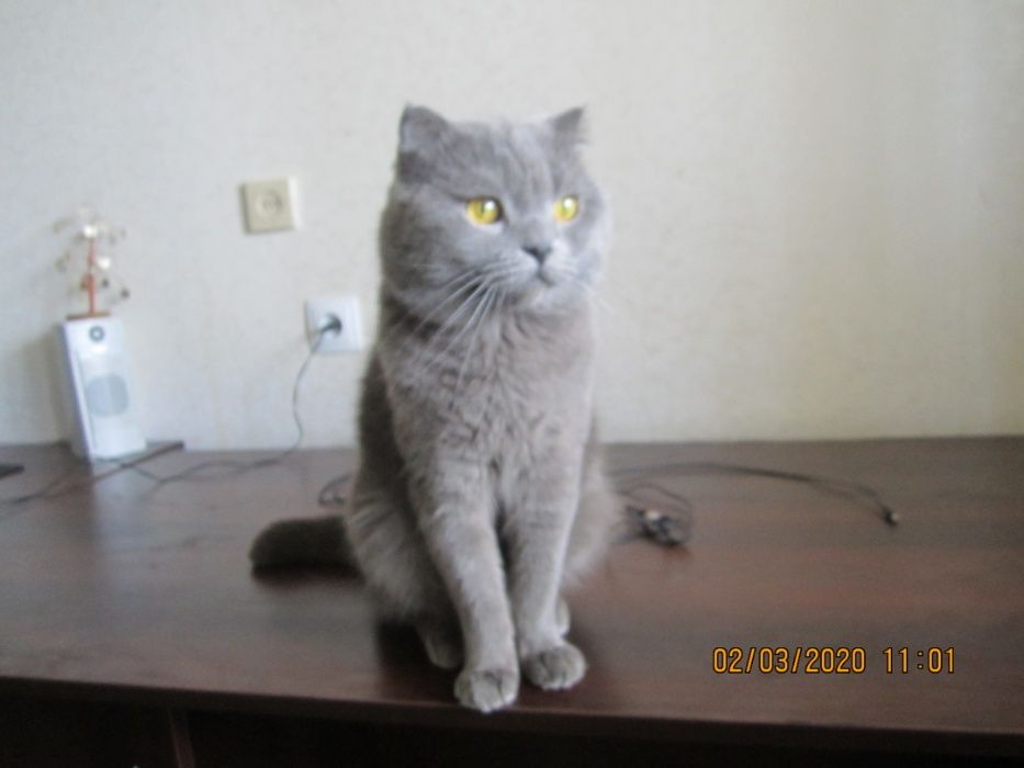 Кот Скотиш (Шотландской породы) ищет невесту! Вязка.