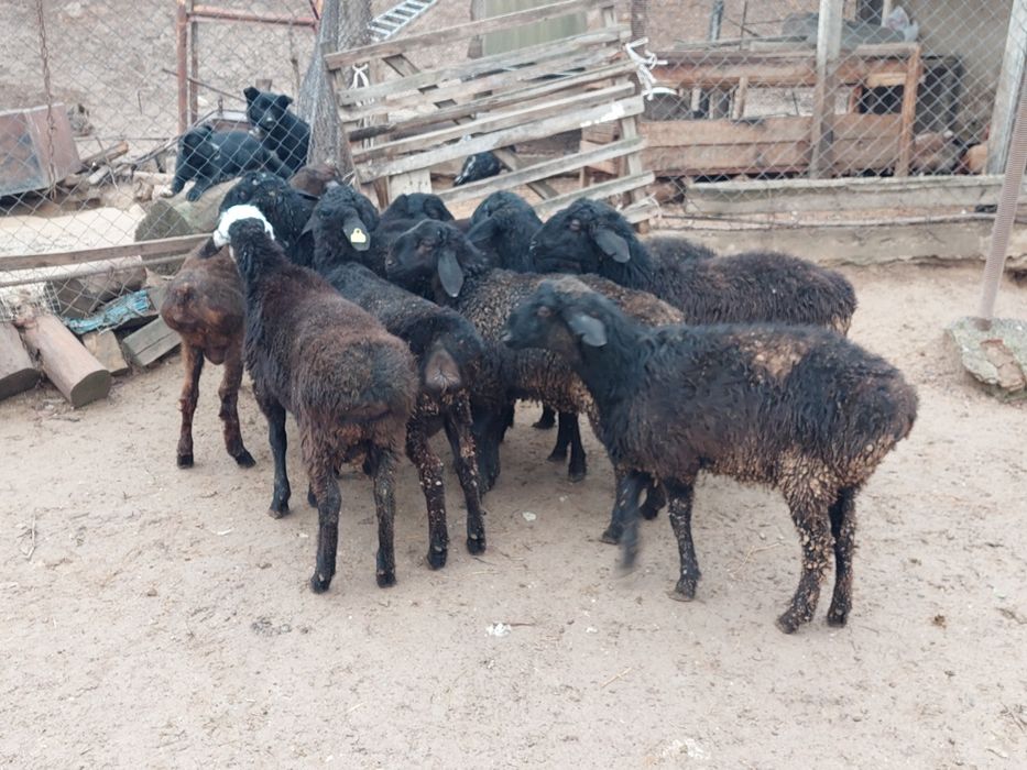 Семіз жем жеп тұрған қошқарлар сатылады