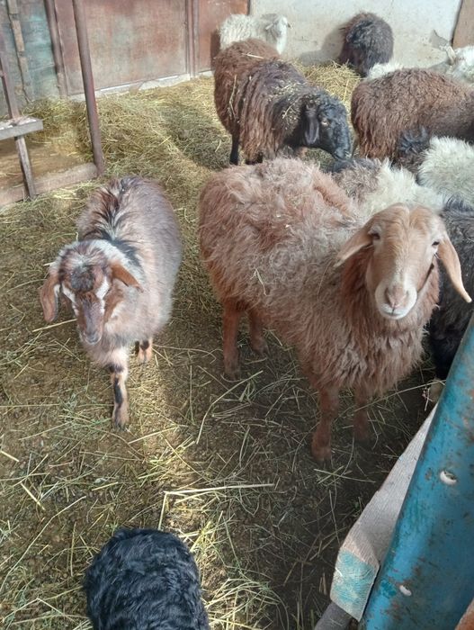 Ешкі, тоқты сатылады