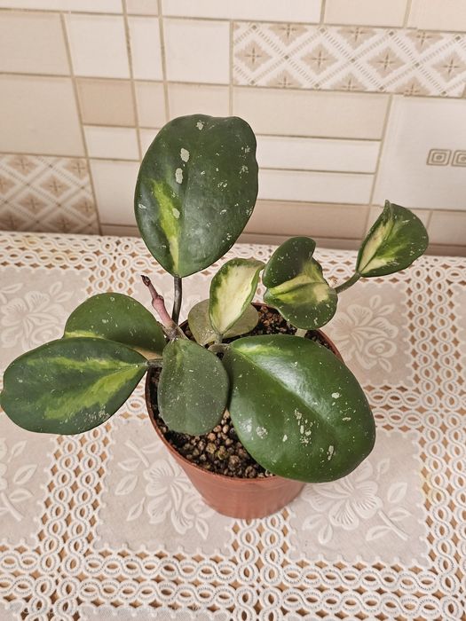 Филодендрон и хойи в наличие