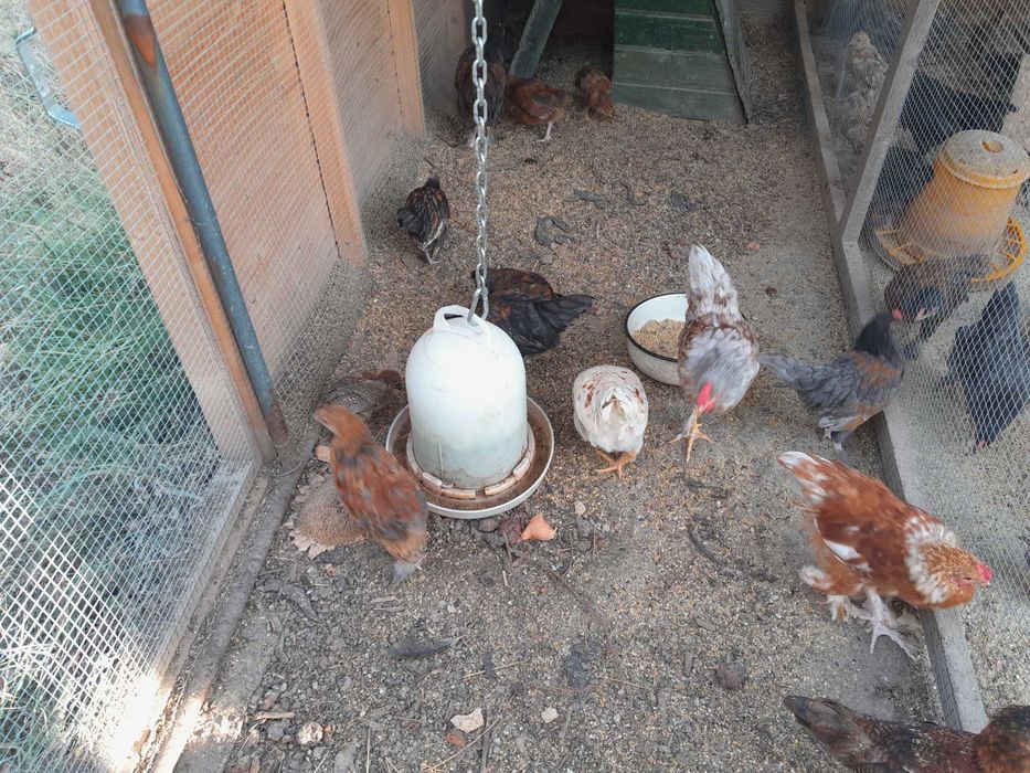 17 cocos biologica