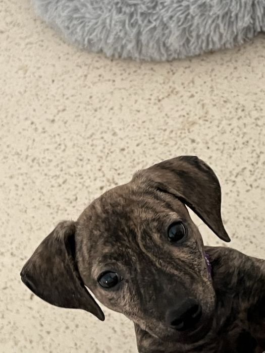 Продам щенка стафордшиского терера