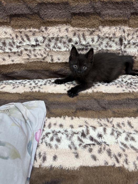 Котята  бесплатно