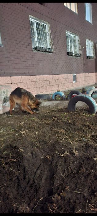 Отдам в хорошие руки