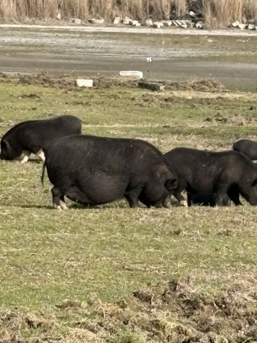 Продават се Виетнамски прасета 50€ броя малки и 150€големите