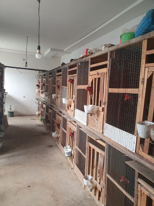 Dakan Tuxum sotiladi 50000 som