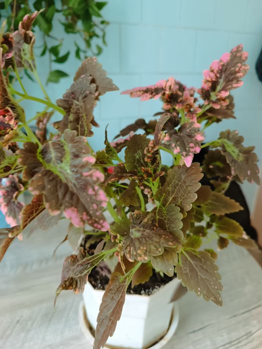 Комнатный цветок