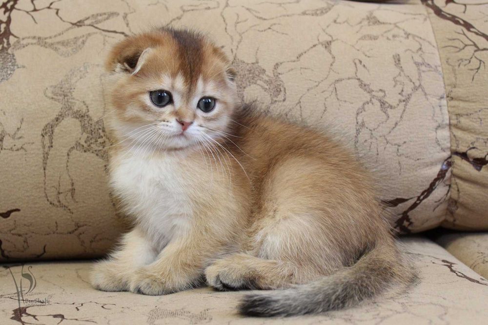 Вислоухие шотландские шиншиллы