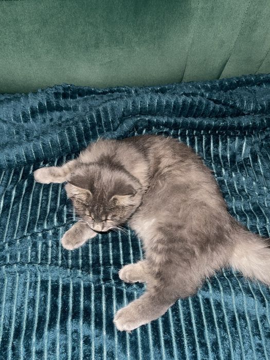 Кошка сибрская, 5 месяцев.